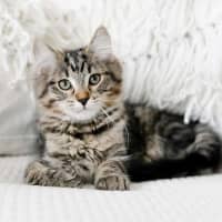 Photo of Ralph