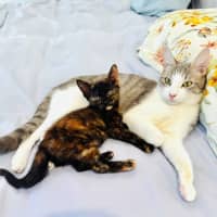 Photo of Pixie 🧚🏻 The Princess 👑 