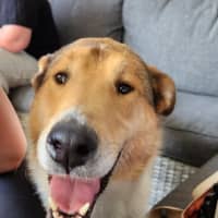 Photo of Jock