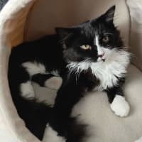 Photo of Tommy