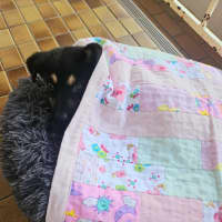 Photo of Peach   7 Week Old Kelpie X Husky (Trial)