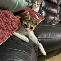 Photo of Belle   Meet Me At Petstock Chelsea