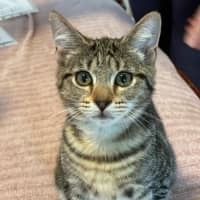 Photo of Chimon **2nd Chance Cat Rescue**