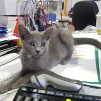 Photo of Misty