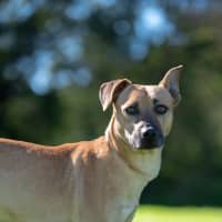 Photo of Bruno