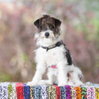 Photo of Benji