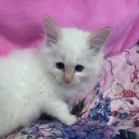 Photo of Merlot