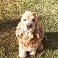 Photo of Ruby