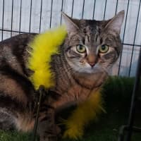 Photo of Leyton & Dakota 🐈‍⬛🌺