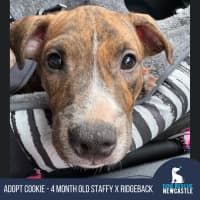 Photo of Cookie   6 Month Old Staffy X Ridgeback