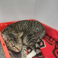 Photo of Pixel And Nemo