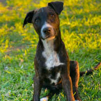 Photo of Fenix
