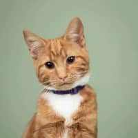 Photo of Simba