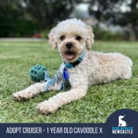Photo of Cruiser   1 Year Old Cavoodle X