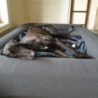 Photo of Scooby, The Greyhound