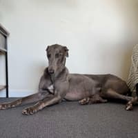 Photo of Juno The Greyhound 