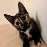 Photo of Pancake