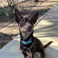 Photo of Winnie Harlow