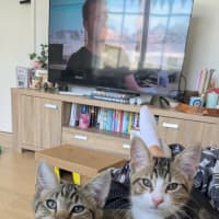 Photo of Bertie & Bolt 