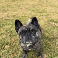 Photo of Olive