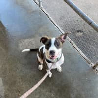 Photo of Dexie