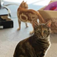 Photo of Jaffa