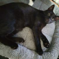 Photo of Rascal