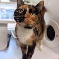 Photo of Minty
