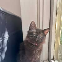 Photo of Huckleberry