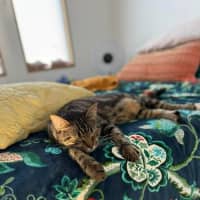 Photo of Kovu *9 Lives Project Rescue*