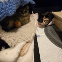 Photo of Tinkerbell & Sweet Chili