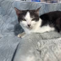 Photo of Maya   Sweet And Shy