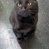 Photo of Bear
