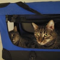 Photo of Turbo And Hiccup
