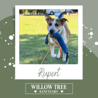 Photo of Rupert