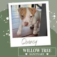Photo of Quincy