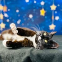 Photo of Domino   Located In Watsonia