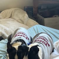 Photo of Cash & Casino   4 & 2 Year Old Boston Terriers
