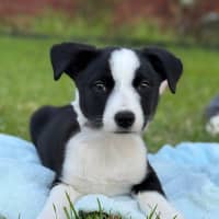 Photo of White Knight 