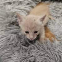 Photo of Gingerbread