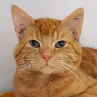 Photo of Scout Sta014383