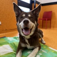 Photo of Milo