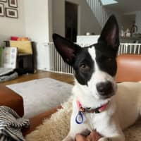 Photo of Kiki   1 Year Old Cattle Dog X