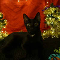 Photo of Clawdia