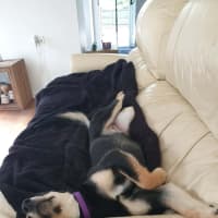 Photo of Ally   6 Month Old Kelpie X