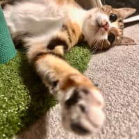 Photo of Moe   Located In Brunswick West