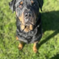 Photo of Hulk