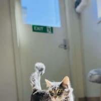Photo of Momo