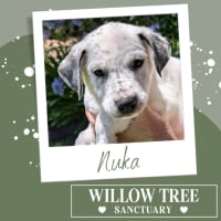 Photo of Nuka