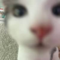 Photo of Fink